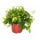 Safata de peperomia i pilea variada (test 10,5 cm Ø) (6 unitats)