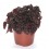 Safata de peperomia i pilea variada (test 10,5 cm Ø) (6 unitats)