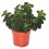 Safata de peperomia i pilea variada (test 10,5 cm Ø) (6 unitats)