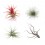Pack tillandsia variada (8 - 15 plantas variadas)