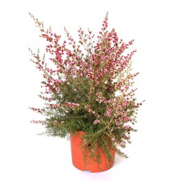 Leptospermo o manuka (maceta 23 cm ø)