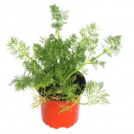 Valeriana