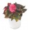 Calluna