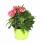 Calluna