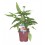 Calluna
