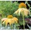Echinacea 'summer colors' (test 14 cm Ø)