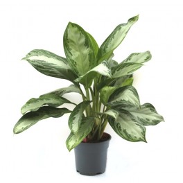 Aglaonema (maceta 17 cm  Ø)