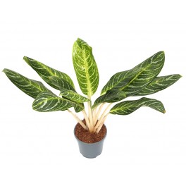 Aglaonema (test 19 cm  Ø)