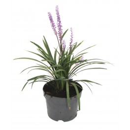 Liriope muscari (vaso 18 cm ø)