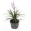 Liriope muscari (vaso 18 cm ø)
