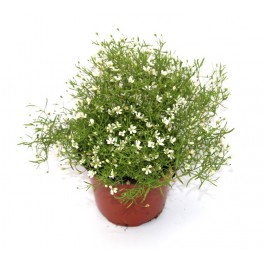 Gypsophila elegans (maceta 12 cm Ø)