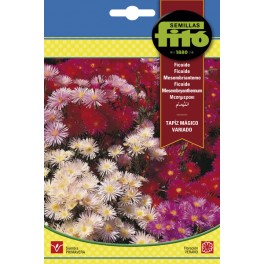 Llavor Ficoide Tapís màgic variat