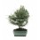 Bonsái pinus halepensis