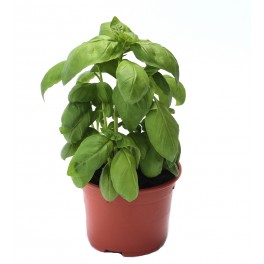 Alfàbrega "pesto"