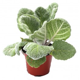 Salvia argentea o platejada (maceta 13 cm ø)
