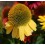 Echinacea 'summer colors' (test 14 cm Ø)