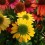 Echinacea 'summer colors' (maceta 14 cm Ø)