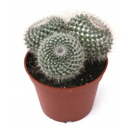 Mammillaria Hahniana (vaso de 12 cm ø)