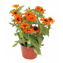 Zinia (vaso de 13 cm Ø)
