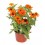 Zinia (vaso de 13 cm Ø)