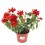 Zinia (vaso de 13 cm Ø)