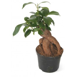 Ficus ginseng (maceta 8 cm Ø)