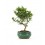 Bonsai Citrus (Citrus)