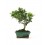 Bonsai Citrus (Citrus)