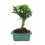 Bonsai Citrus (Citrus)