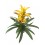 Guzmania tradicional cors (vaso 13 cm ø)
