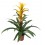 Guzmania traditionnel couleurs (pot 13 cm ø)