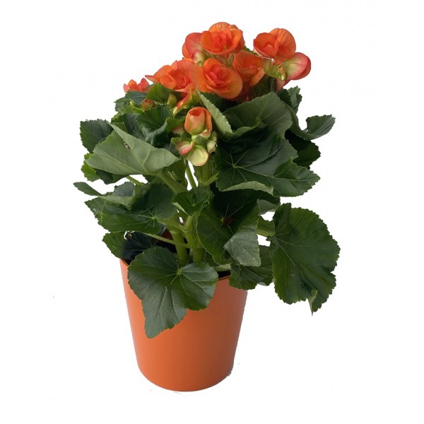 Begonia eliator por 8,95€ en germigarden.com