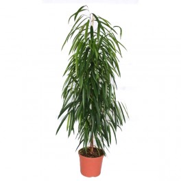 Ficus Alii (100 - 120 cm)