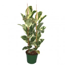 Ficus Elastica Tineke (70 - 90 cm) (2 hastes)