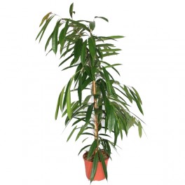 Ficus Amstel (90  - 110 cm)