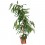 Ficus Amstel (90 - 110 cm)
