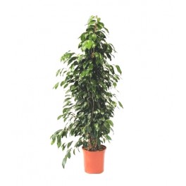 Ficus Benjamina