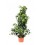 Ficus Benjamina