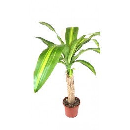 Dracena