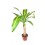 Dracena
