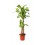 Dracena