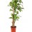 Dracena