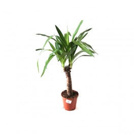 Yucca elephantipes
