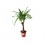 Yucca elephantipes
