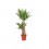 Yucca elephantipes