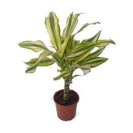 Costa Amarela de Dracena (2 logs)