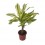 Costa Amarela de Dracena (2 logs)