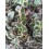Crassula pellucida variegata (vaso de 9 cm ø)