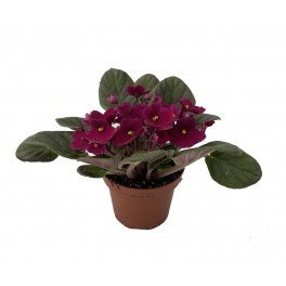 Violette Africaine ou Saintpaulia (pot de 12 cm ø)