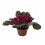 Violette Africaine ou Saintpaulia (pot de 12 cm ø)